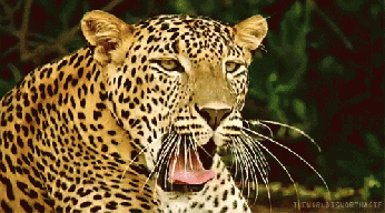 Giorgio Linguaglossa